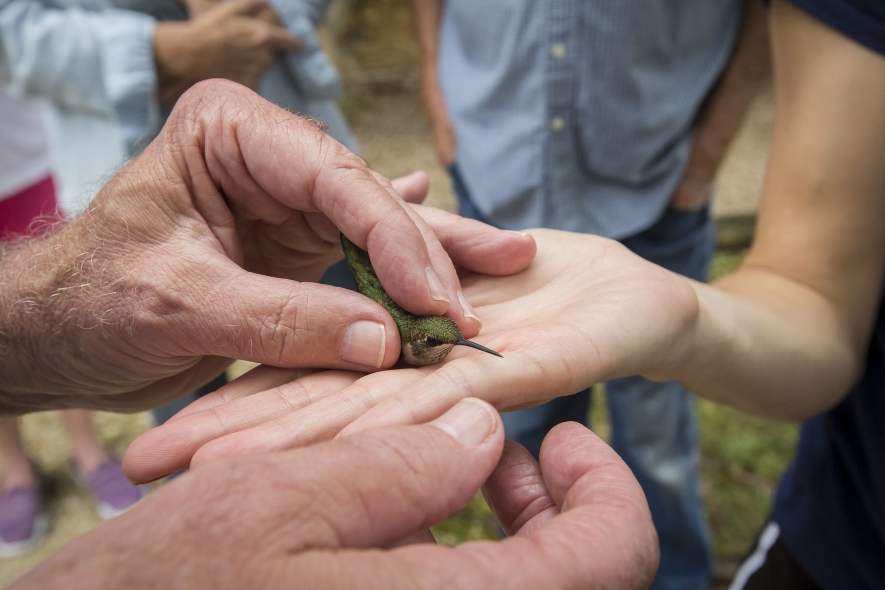Hummingbirds banded